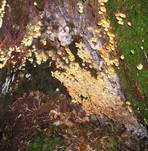 Gloeckchennabeling2