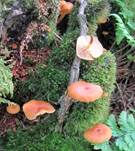 gloeckchen2