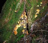 Gloeckchennabeling