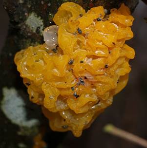 GoldgelberZitter3