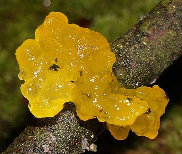 GoldgelbZitt