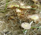 Goldmistpilz8a