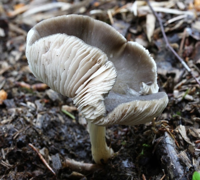Graubrauner Dachpilz (PLUTEUS CINEREOFUSCUS SYN. PLUTEUS THOMSONII