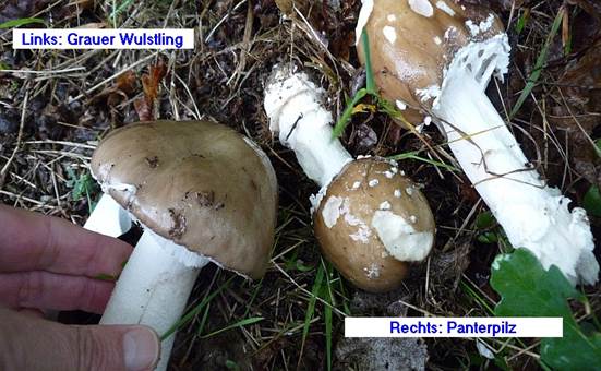 Pa-nter-pilz3