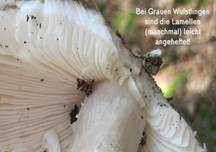 grau-er-Wulst