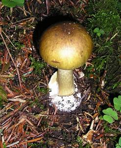 GruenerKnolli09042