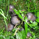 GrosserRauhsportintling-