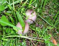 GrosserRauhsportintling--