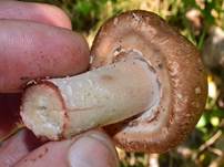 grosser-waldch7