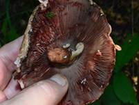 grosser-waldch