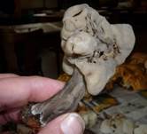 GrubenlorchII