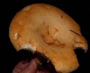 GrubigerWeisstan2
