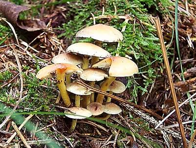 GruenblaettrigerSchwefelkopfwald