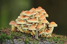 gruenblaett-schwefel2