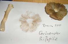 Gruenenderrisspilz--