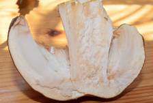 Gruener-Hering9