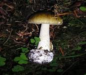 GruenerKnolli0904