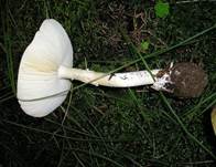 GruenerKnollenblaetterpilz0904