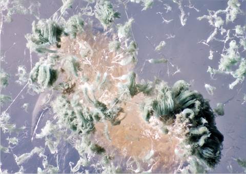 Grünkopfschimmel, KoremienPinselschimmel = PENICILLIUM VULPINUM (SYN