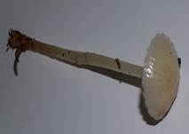 Gummihel0