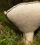 Habichtspp