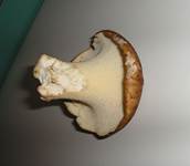 Habichtsstacheling2005aa