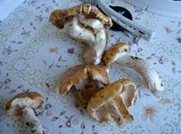 Brotpilz9