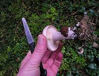 HernstblattlNebelkappeBediengtEssbarbis Giftig421