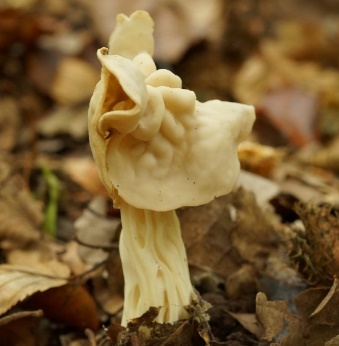 Herbstlorchelx