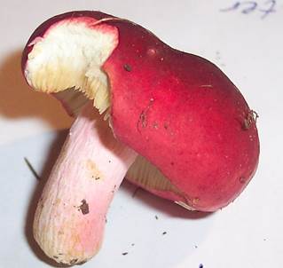 Heringstaeubling11102003
