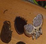 Hirschrtueffel-