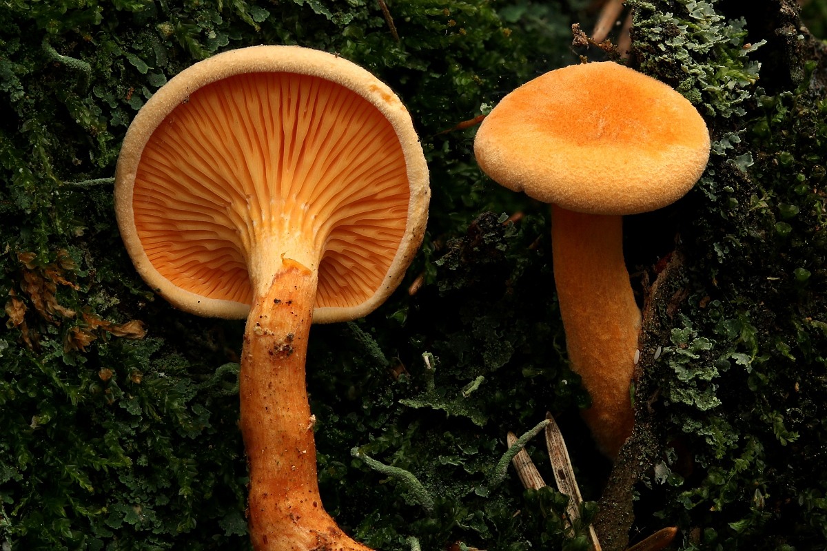 Falscher Pfifferling Orangegelber Gabelbl ttling Falscher Eierschwamm Falscher Pfifferling Orangegelber Gabelbl ttling Falscher Eierschwamm