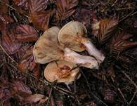 KahlerKremplingErgaenzung2s