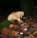 KahlerKremplingErgaenzung2