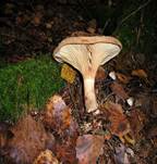 KahlerKremplingErgaenzung