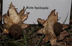 Kammerdstern9