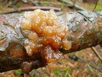 Kandisbr-