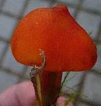 kegelsaft5