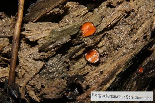 Schildborstling