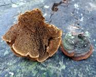 Kiefernfeuerschwamm, Kiefernbaumschwamm = PHELLINUS PINI (SYN