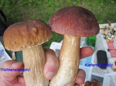 Kiefernsteini12