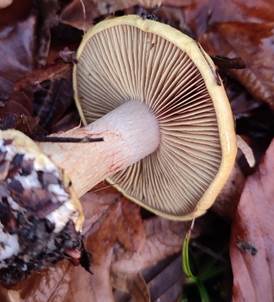 Kleinsporiger PrachtKlumpfuß = CORTINARIUS BERGERONII (SYN