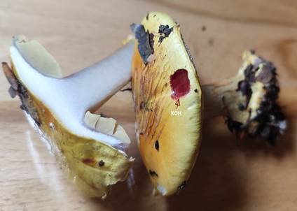 Kleinsporiger PrachtKlumpfuß = CORTINARIUS BERGERONII (SYN