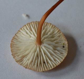 Knobischwindl3