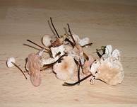 KnoblauchschwindlingErgaenzung05