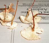 Knoblauchs