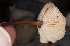 Knoblauch10a
