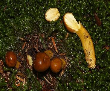 KopfigeKernkeule-