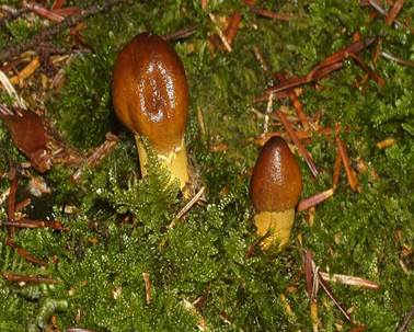 KopfigeKernkeule
