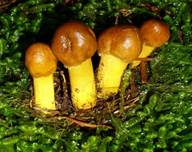 KnopfKern
